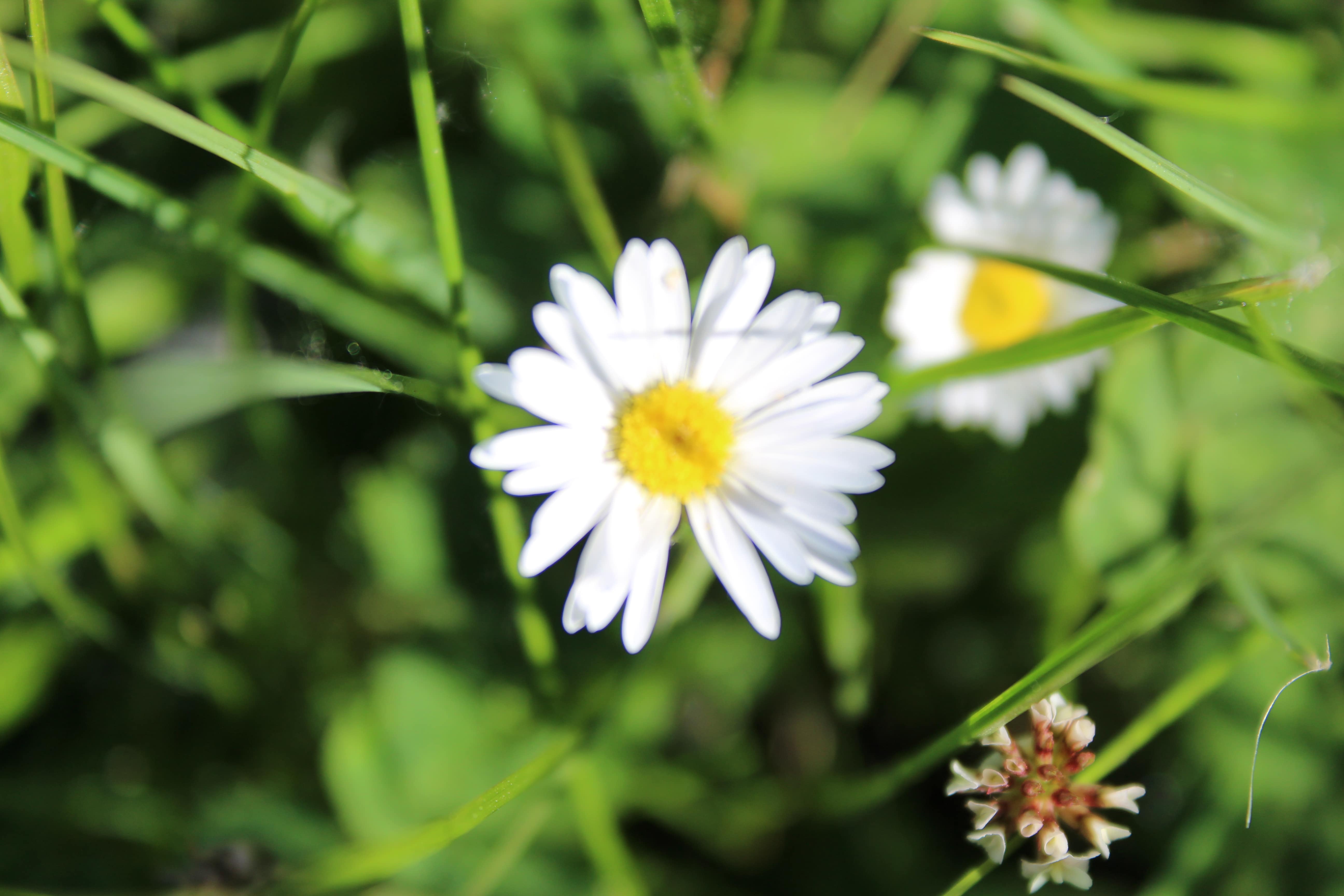 Close-up of White Daisy flower with another white daisy flower slightly blurred behind in Green Grass.