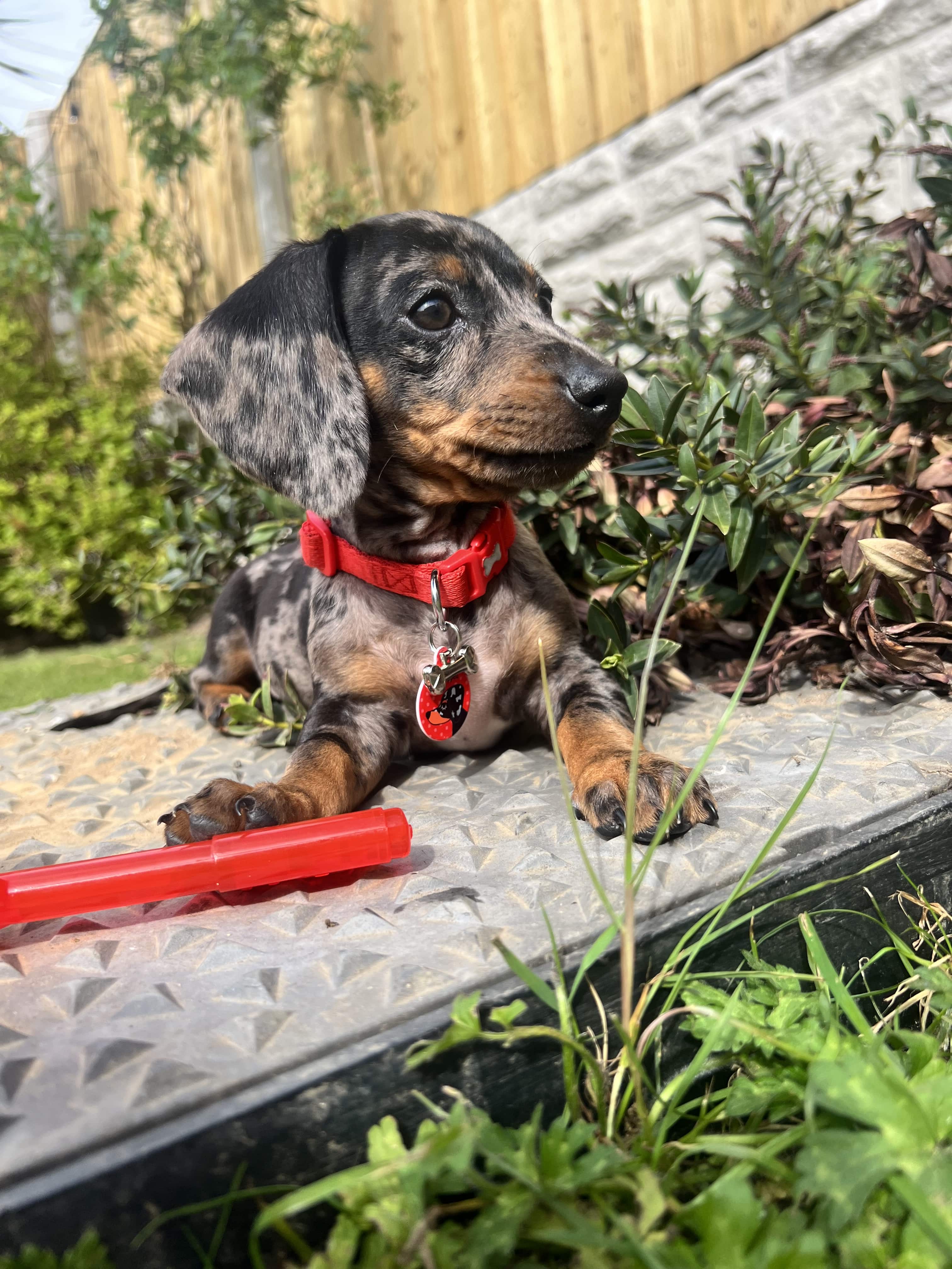 Dapple Dachshund (Sausage Dog) with a red collar in a garden with a red chew toy surrounded by green leaves. 